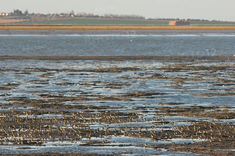 European golden plover