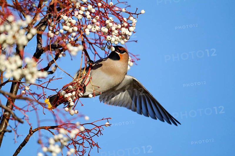 Bohemian Waxwing adult