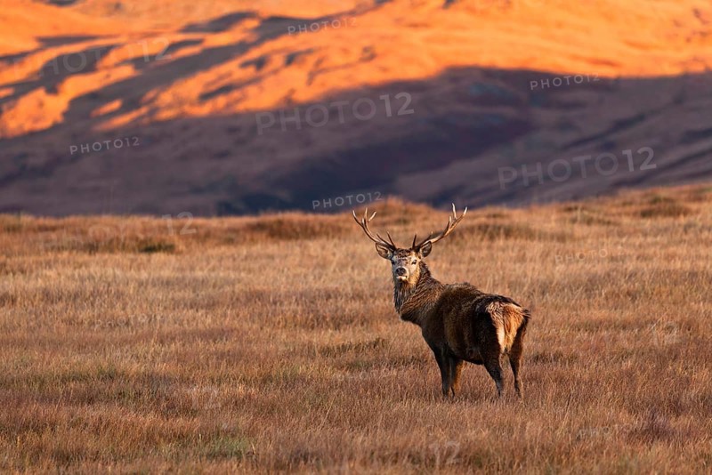 Red deer