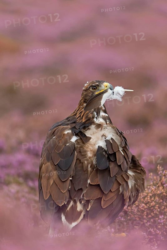 Golden eagle