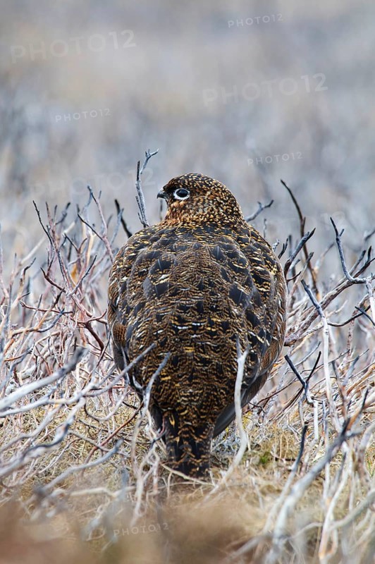 Scottish Grouse