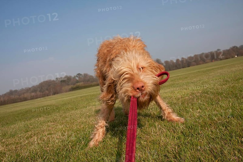 Domestic dog