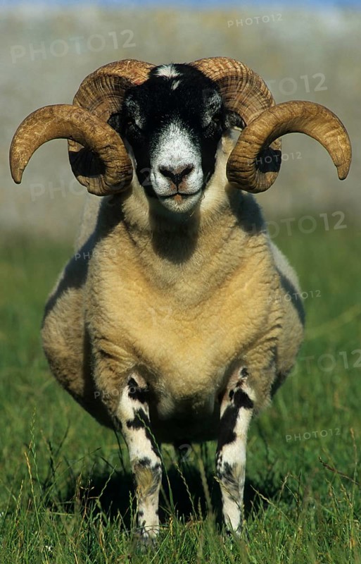 Black-faced Sheep