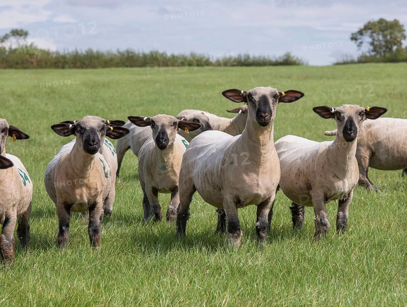 Domestic Sheep
