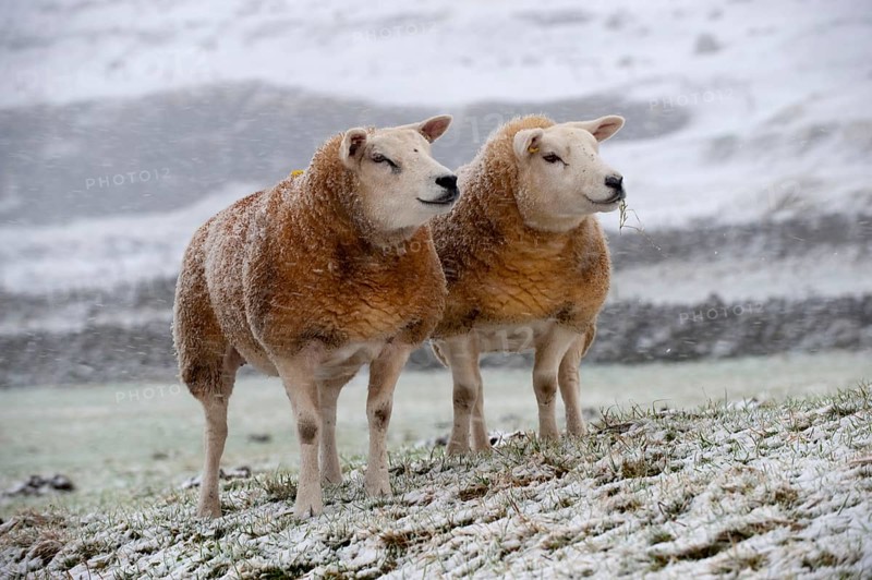 Domestic sheep