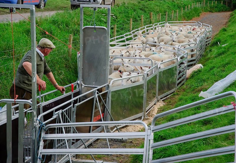 Sheep farm