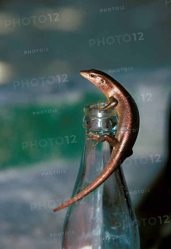 Lizard skin