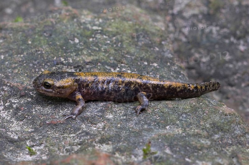 Fire salamander