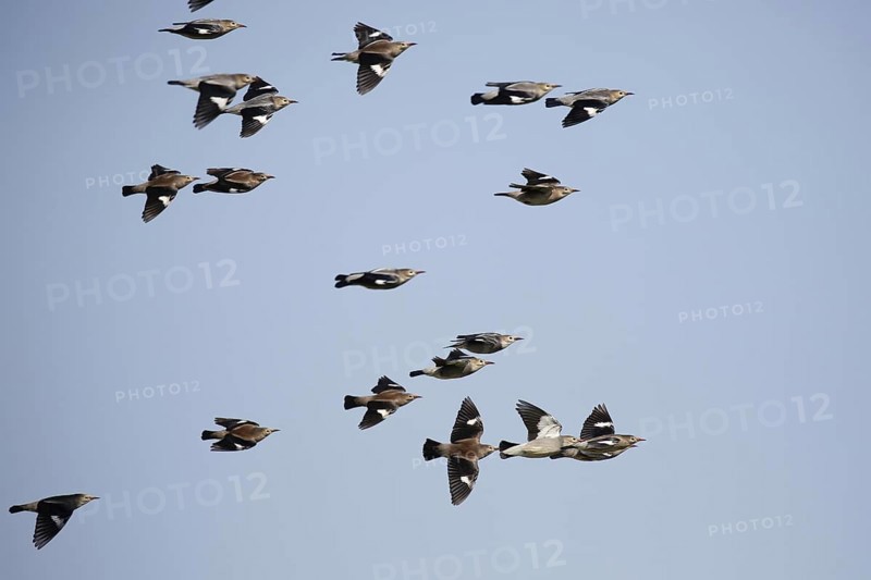 Red-billed Starling
