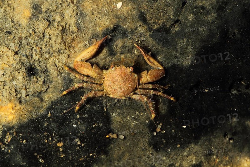 Porcelain Crab