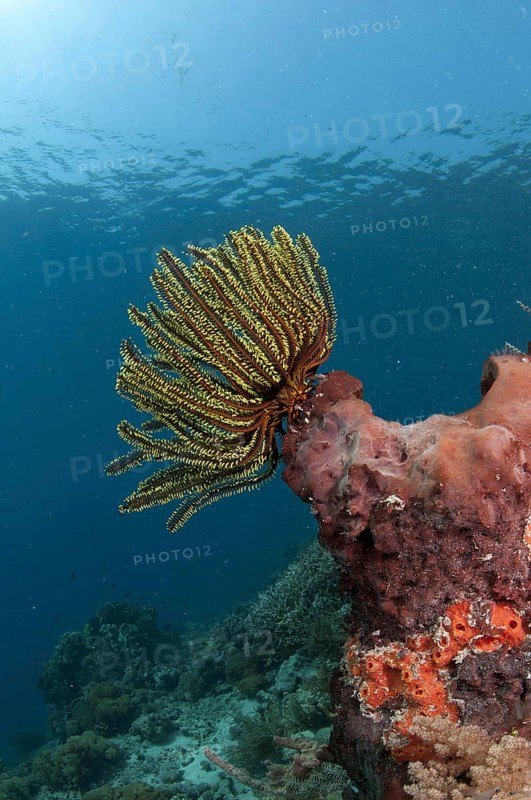 Feather star