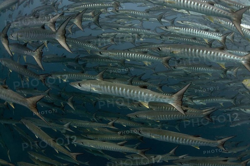 Darkfin Barracuda