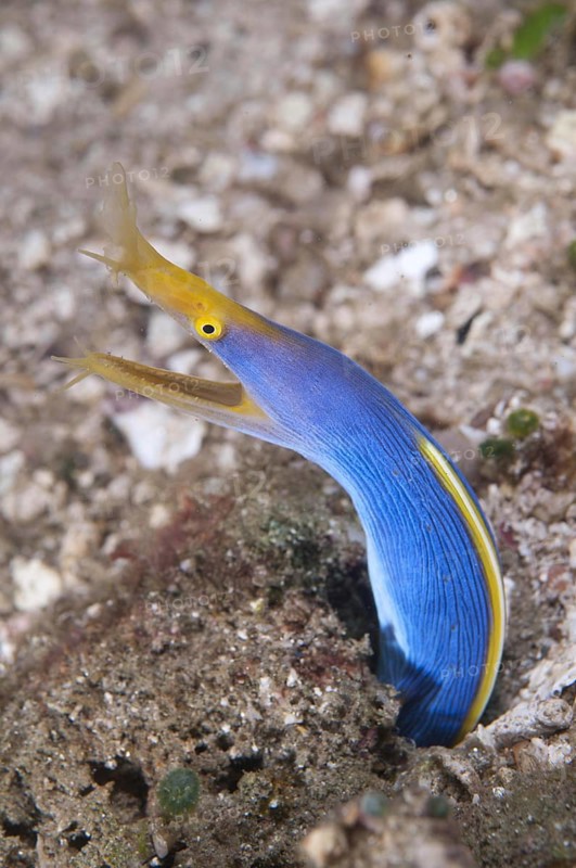 Nose moray eel