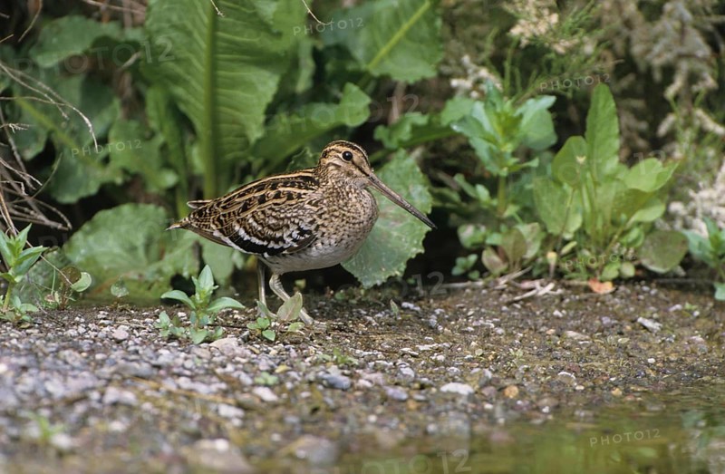Great Snipe