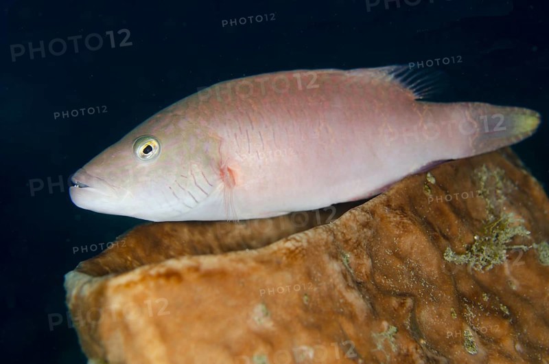 Cheek-lined wrasse