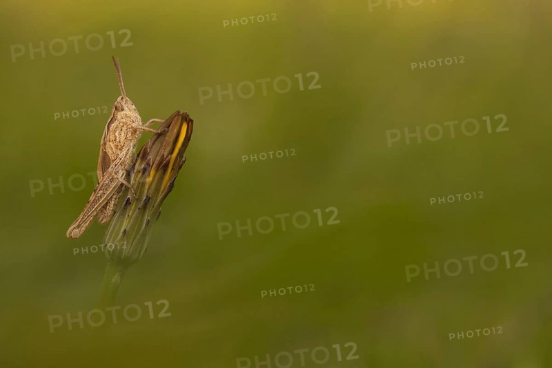 Common Field Grasshopper