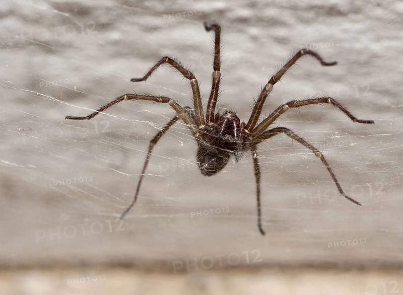 Common House Spider