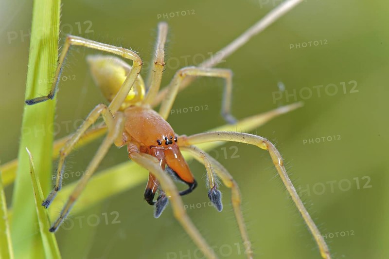Yellow sac spider