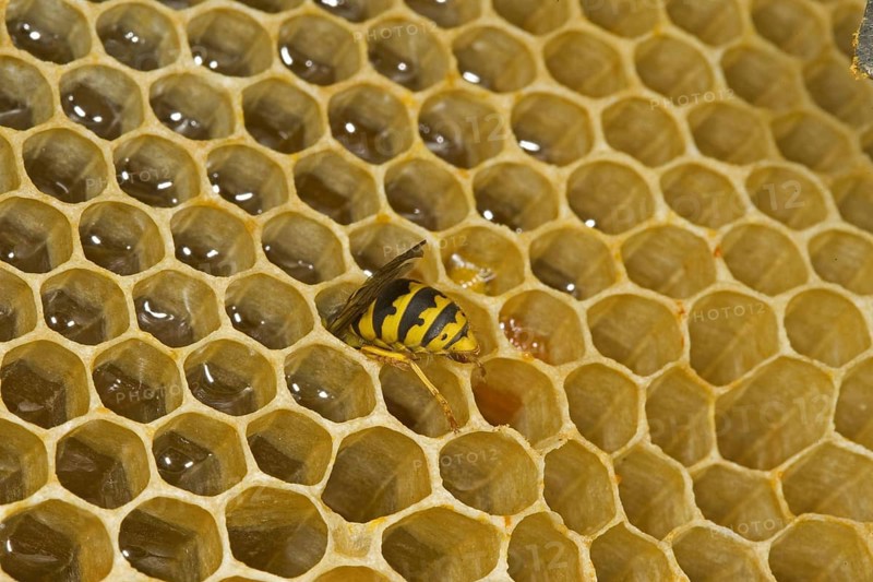 Paravespula vulgaris