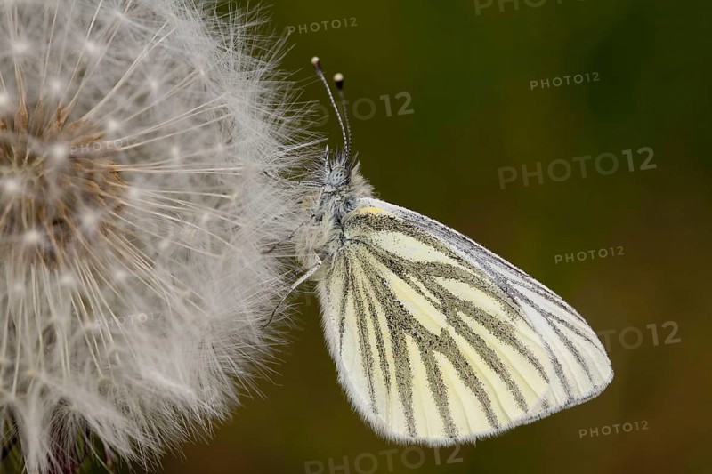 Green-veined White