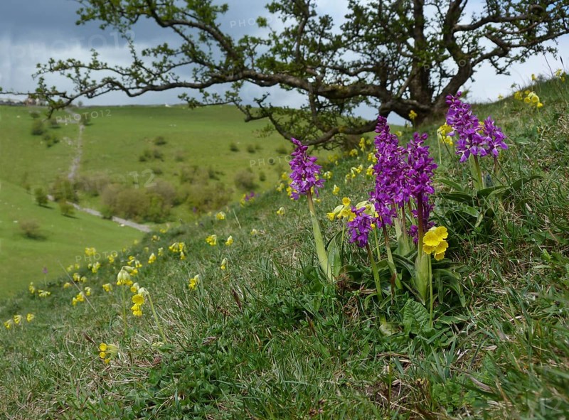Early Purple early purple orchid