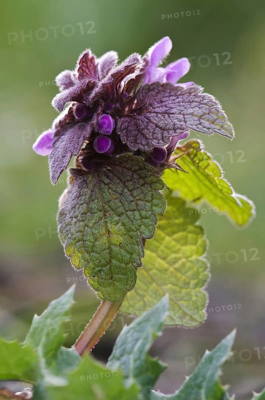 Red Dead-nettle