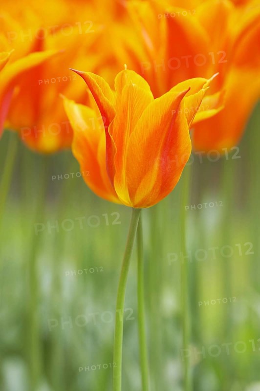 Tulip