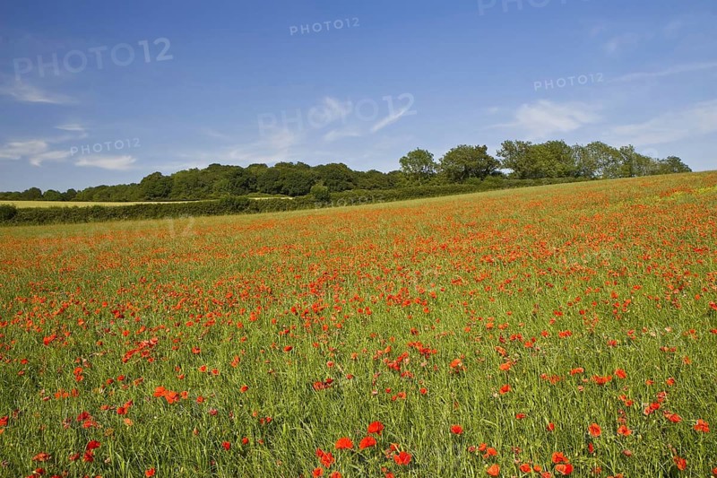 Corn Poppy