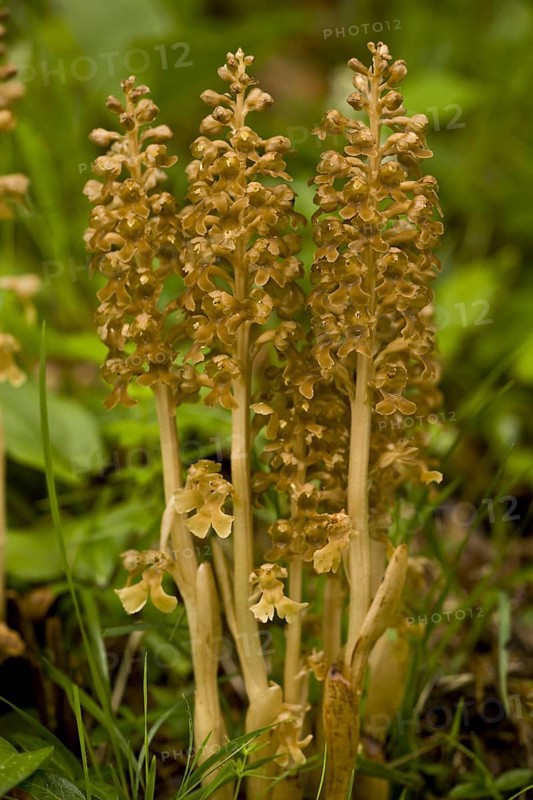 Flowering bird's-nest orchid