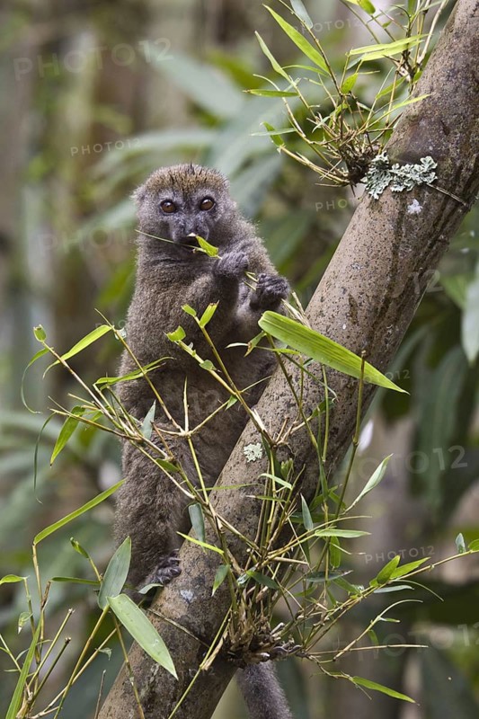 Eastern bamboo lemur