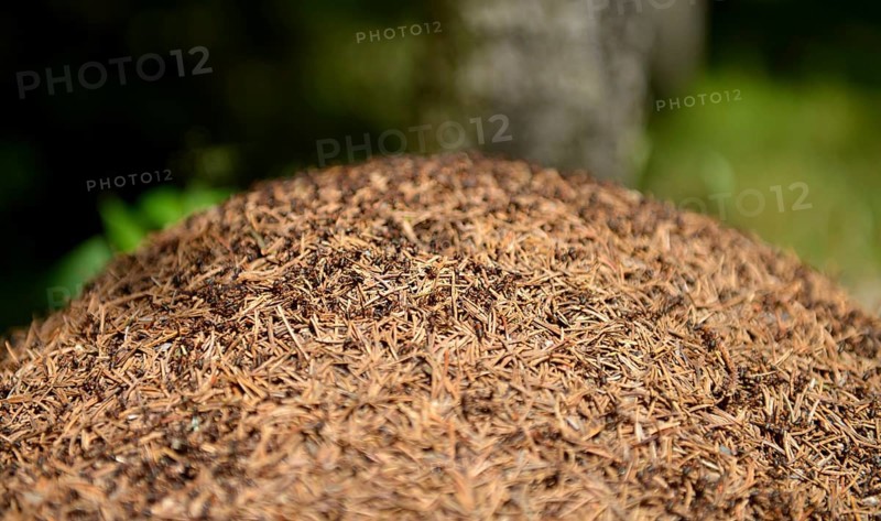 Anthill