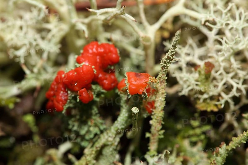 Scarlet cup lichen