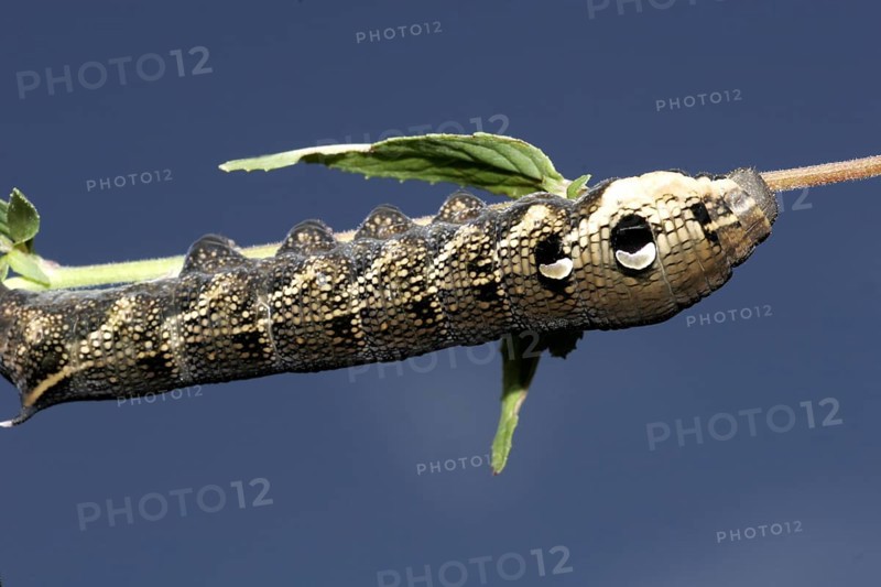 Elephant hawk-moth
