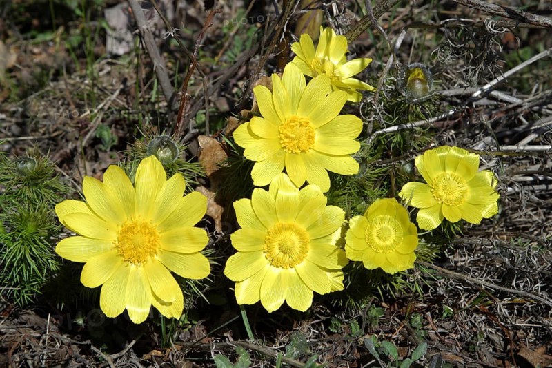 Spring Pheasantry