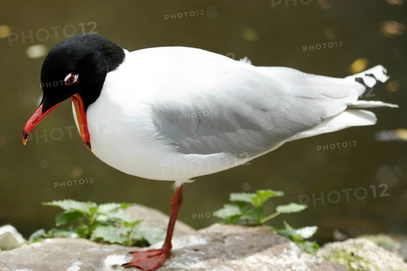 Black-headed Gull