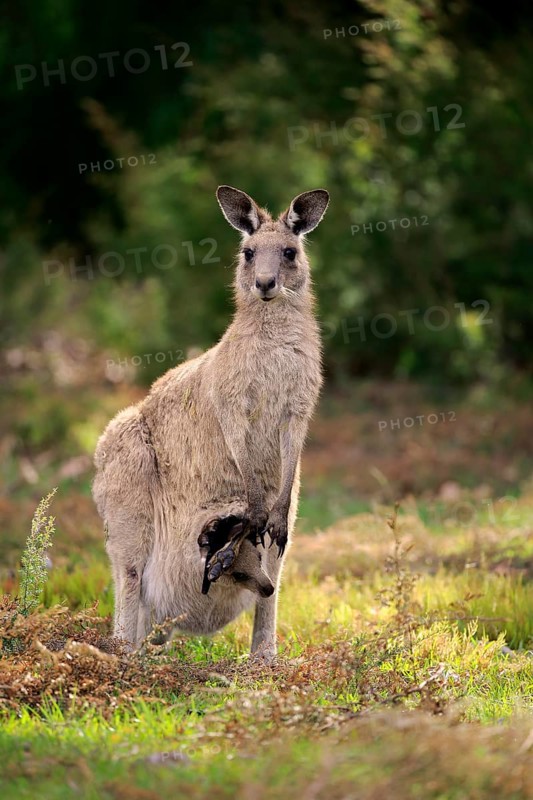 Eastern grey kangaroo