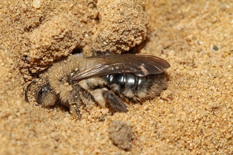 Grey-backed mining-bee