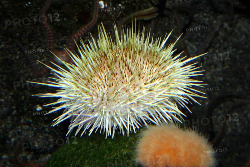 Long spiny sea urchin