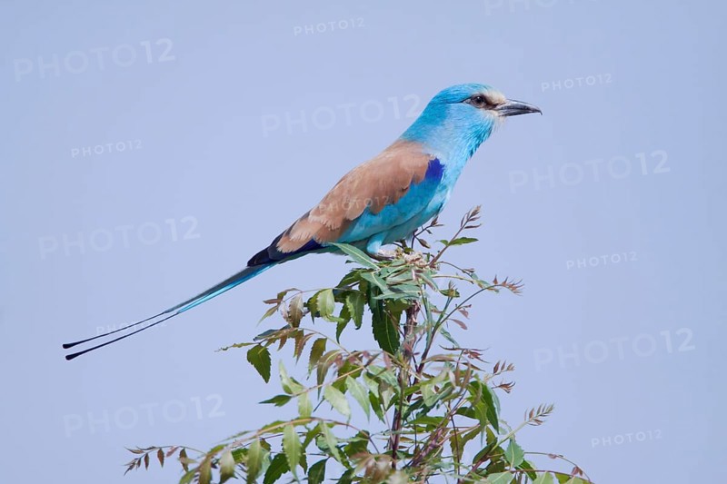 Adult abyssinian roller