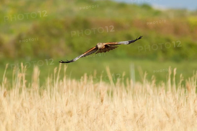 Circus aeroginosus