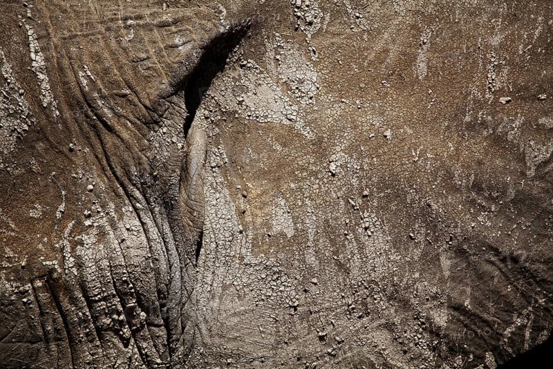 African elephant