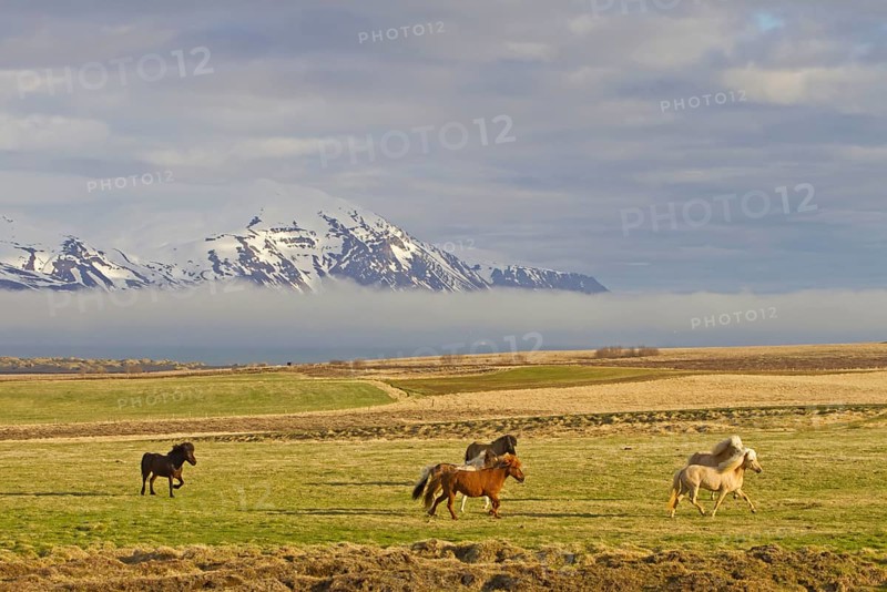 Icelandic horse