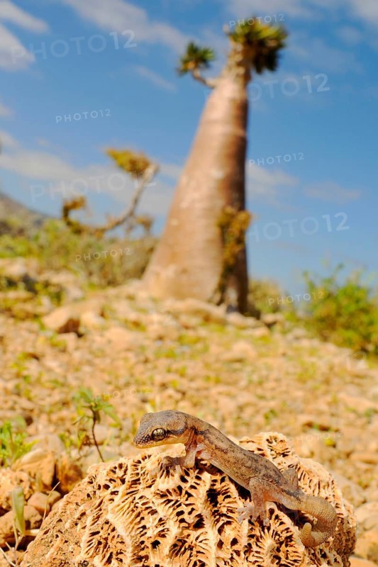 Socotran gecko