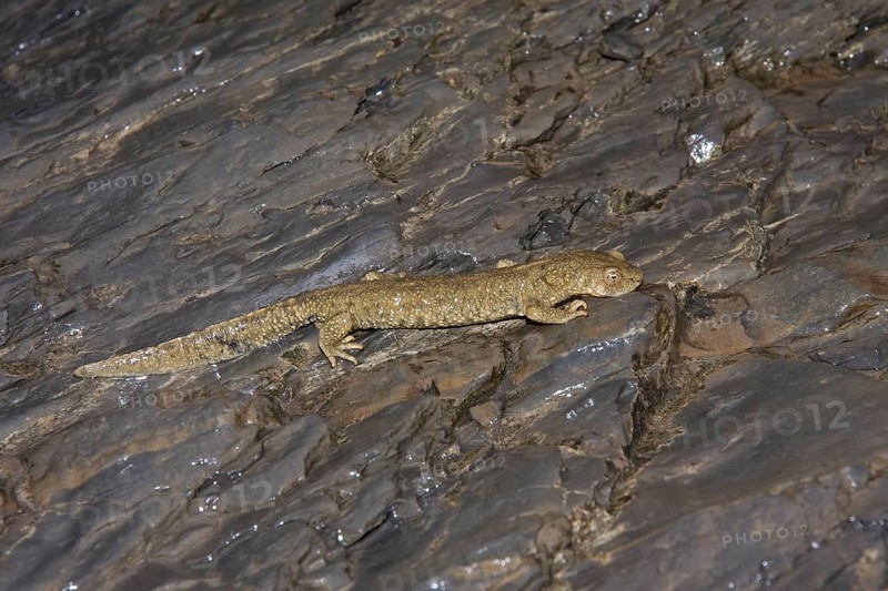 Pyrenean brook salamander