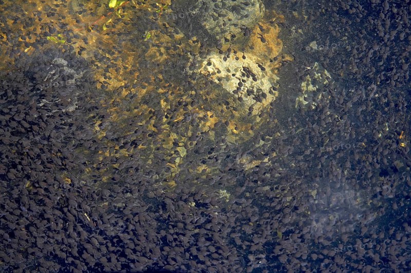 Western Toad