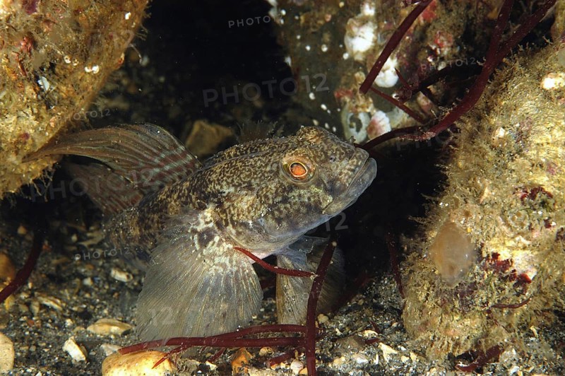 Black Goby
