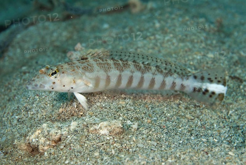 Yellowbar sandperch