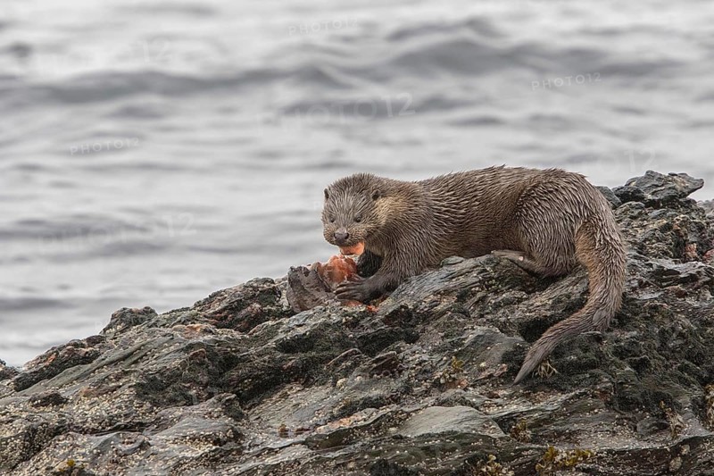 Otter eating lumpsucker fish on a rock at low tide
