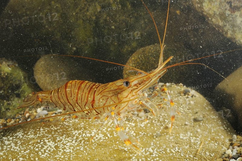 Common Prawn