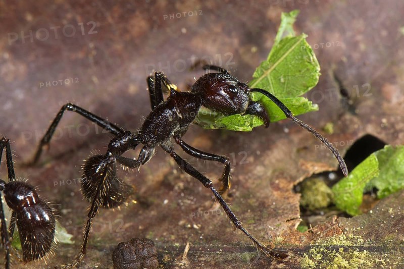 24-hour ant